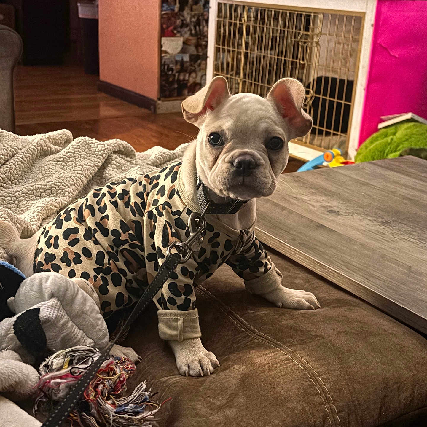 Lil Baby joined the competition — help win amazing prizes! animal, blanket, collar, crate, cushion, cute, dog, ears, face, floor, fur, home, indoor, leash, leopard_print, pet, puppy, sweater, toy, wooden_floor
