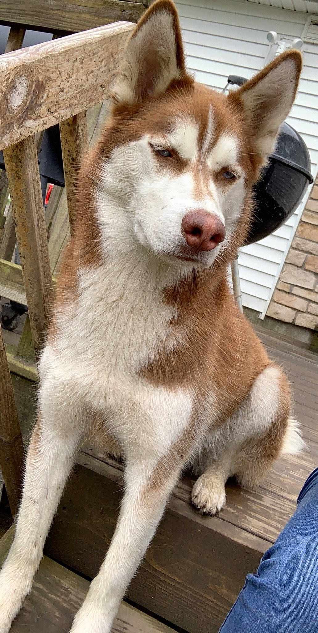 Bear is registered to the contest to win money with this photo: brickwork, canidae, canis, carnivore, dog, dog_breed, fawn, fur, jaw, liver, sled_dog, snout, tail, terrestrial_animal, tongue, vertebrate, whiskers, working_animal, working_dog