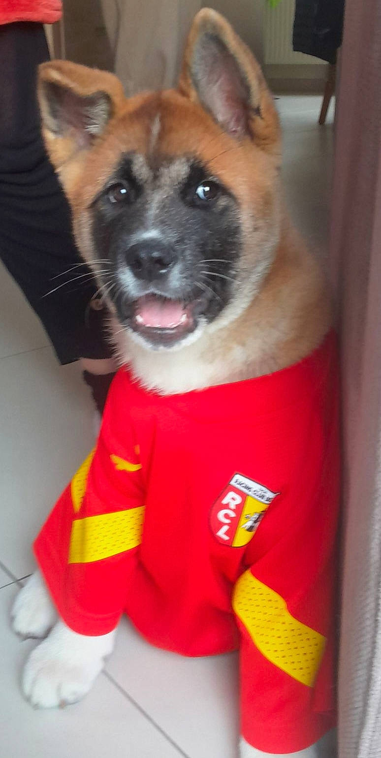 Varka a rejoint le concours — aidez-le/la à gagner de superbes lots ! ancient_dog_breeds, canidae, carnivore, collar, companion_dog, costume, dog, dog_breed, dog_clothes, dog_collar, dog_supply, fawn, fur, non_sporting_group, snout, sporting_group, t_shirt, whiskers, working_animal, working_dog