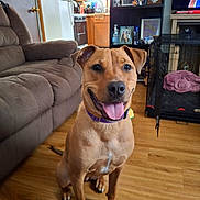 Nova joined the competition — help win amazing prizes! dog, brown_dog, tongue_out, collar, indoor, living_room, couch, wooden_floor, crate, blanket, smiling, pet, canine, ears_up, floor, furniture, home, domestic, animal, happy