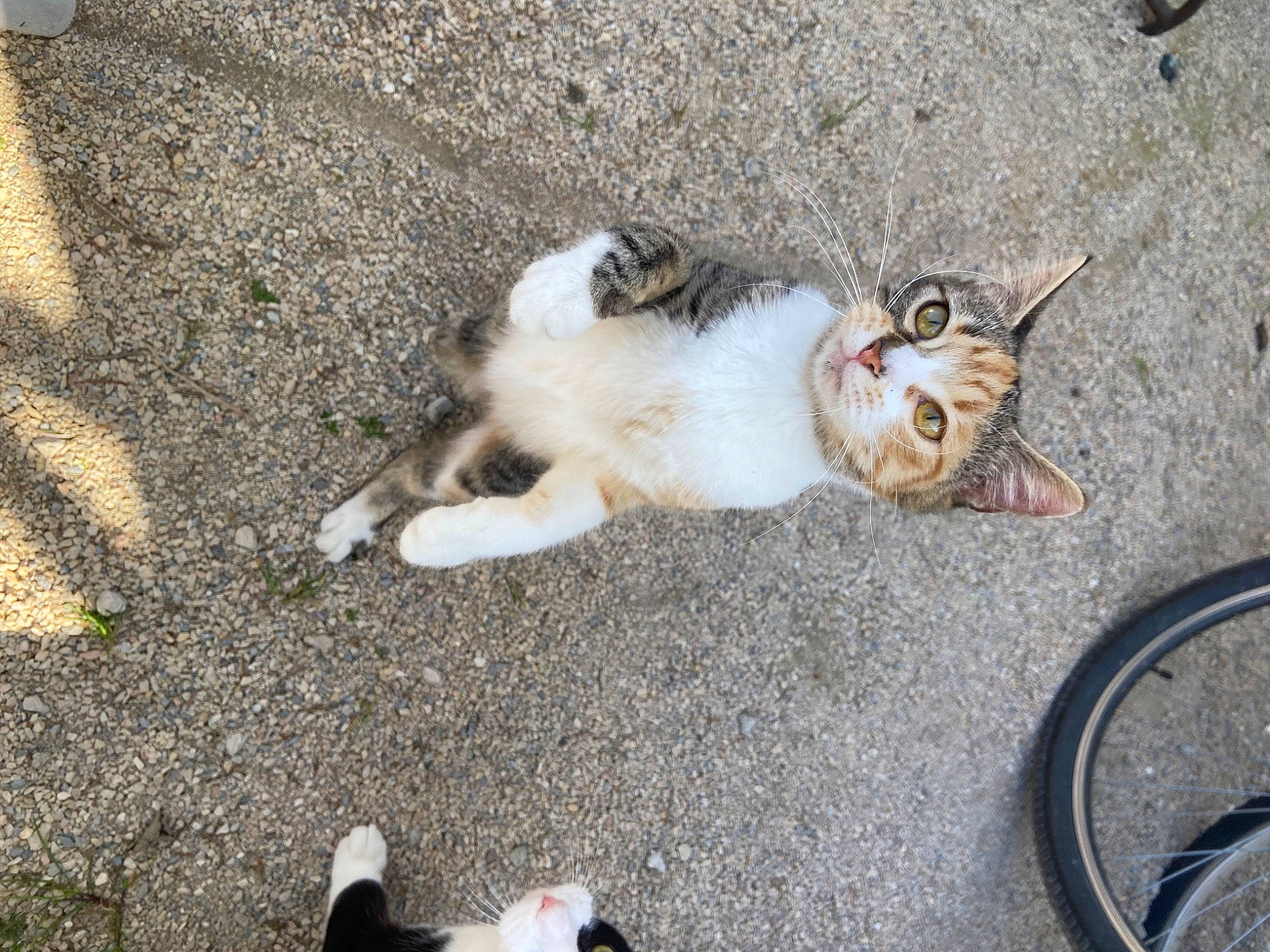 Nesta participe au concours pour gagner de l'argent avec cette photo : aegean_cat, carnivore, cat, domestic_short_haired_cat, european_shorthair, fawn, felidae, fur, kitten, paw, polydactyl_cat, sand, small_to_medium_sized_cats, tail, whiskers