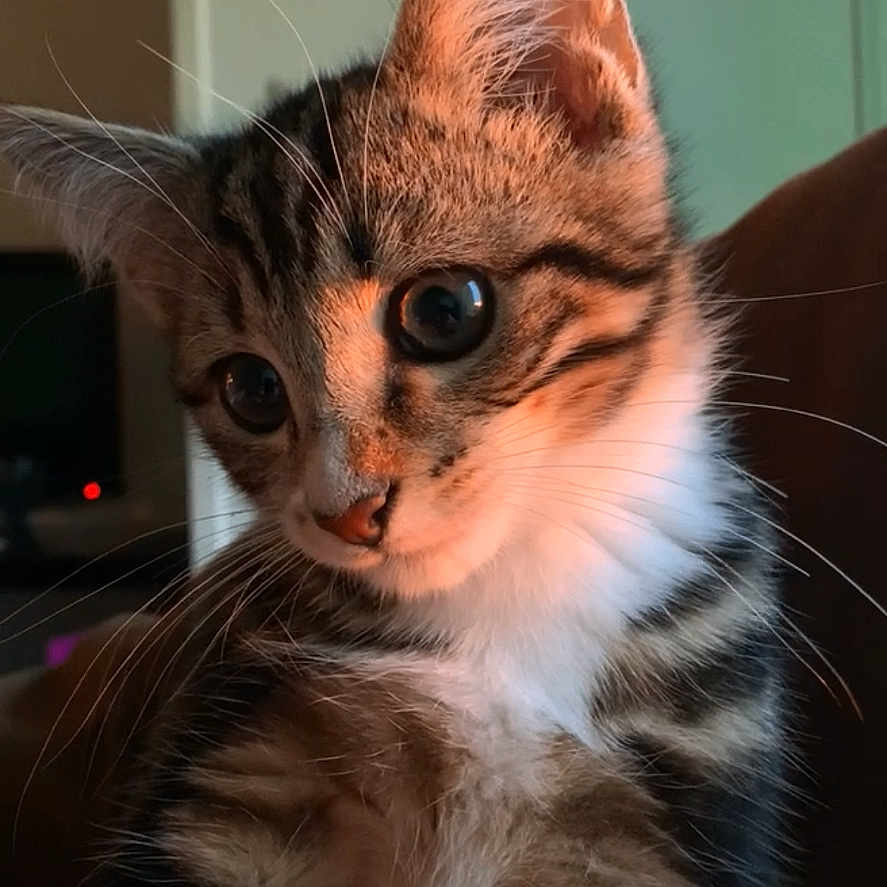 Bébé a rejoint le concours — aidez-le/la à gagner de superbes lots ! abyssinian, animal, cat, computerhardware, couch, electronics, furniture, hardware, kitten, manx, monitor, pet, screen