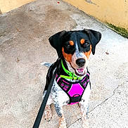 Bella a rejoint le concours — aidez-le/la à gagner de superbes lots ! dog, pet, outdoor, harness, leash, happy, sitting, concrete, black, white, brown, short_hair, collar, playful, animal, friendly, canine, looking_up, cute, young