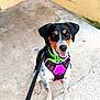 dog, pet, outdoor, harness, leash, happy, sitting, concrete, black, white, brown, short_hair, collar, playful, animal, friendly, canine, looking_up, cute, young