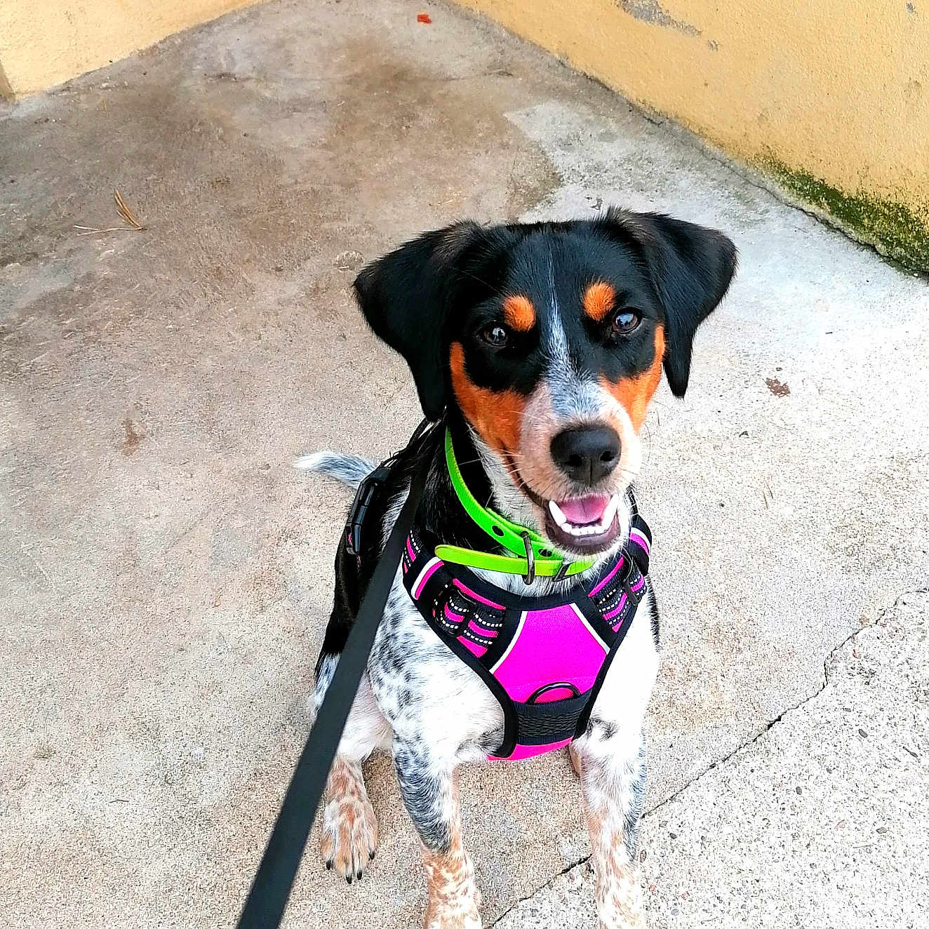Bella a rejoint le concours — aidez-le/la à gagner de superbes lots ! animal, black, brown, canine, collar, concrete, cute, dog, friendly, happy, harness, leash, looking_up, outdoor, pet, playful, short_hair, sitting, white, young