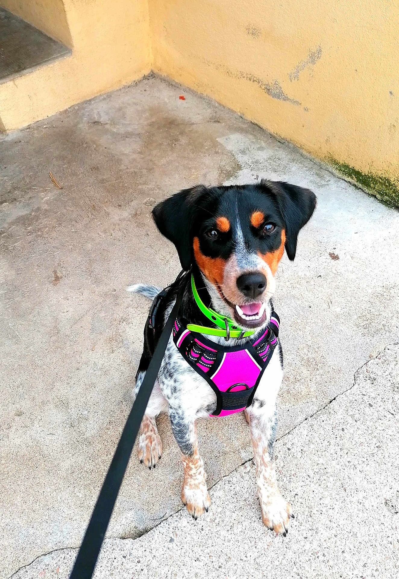 Bella a rejoint le concours — aidez-le/la à gagner de superbes lots ! dog, pet, outdoor, harness, leash, happy, sitting, concrete, black, white, brown, short_hair, collar, playful, animal, friendly, canine, looking_up, cute, young