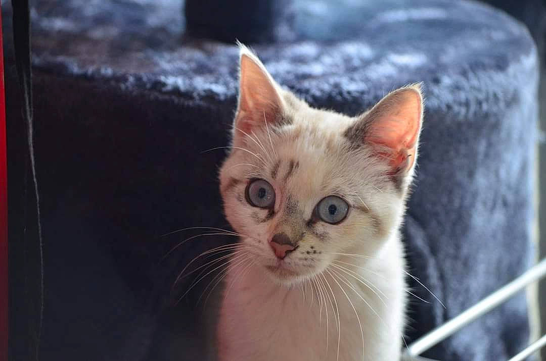 Vanille La Plus Belle