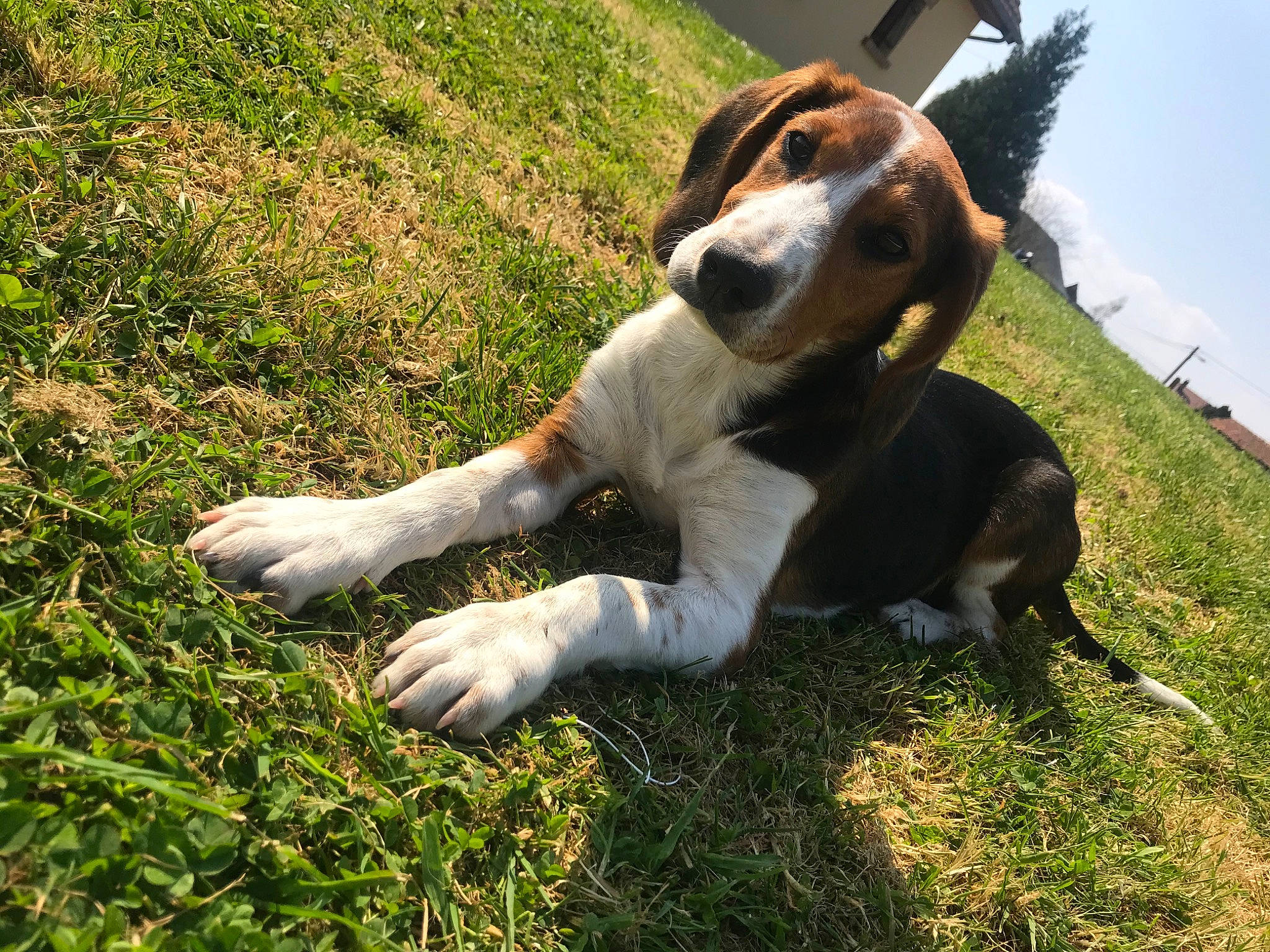 Ruby a rejoint le concours — aidez-le/la à gagner de superbes lots ! canidae, carnivore, companion_dog, dog, dog_breed, fawn, felidae, fur, grass, groundcover, hound, plant, sky, snout, sporting_group, street_dog, tail, terrestrial_animal, whiskers, working_animal