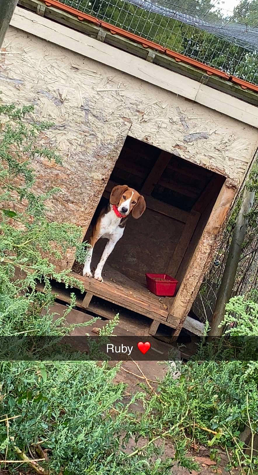 Ruby a rejoint le concours — aidez-le/la à gagner de superbes lots ! backyard, building, carnivore, companion_dog, cottage, dog, garden_buildings, grass, home, house, ladder, landscape, leisure, plant, roof, siding, stairs, tree, window, wood