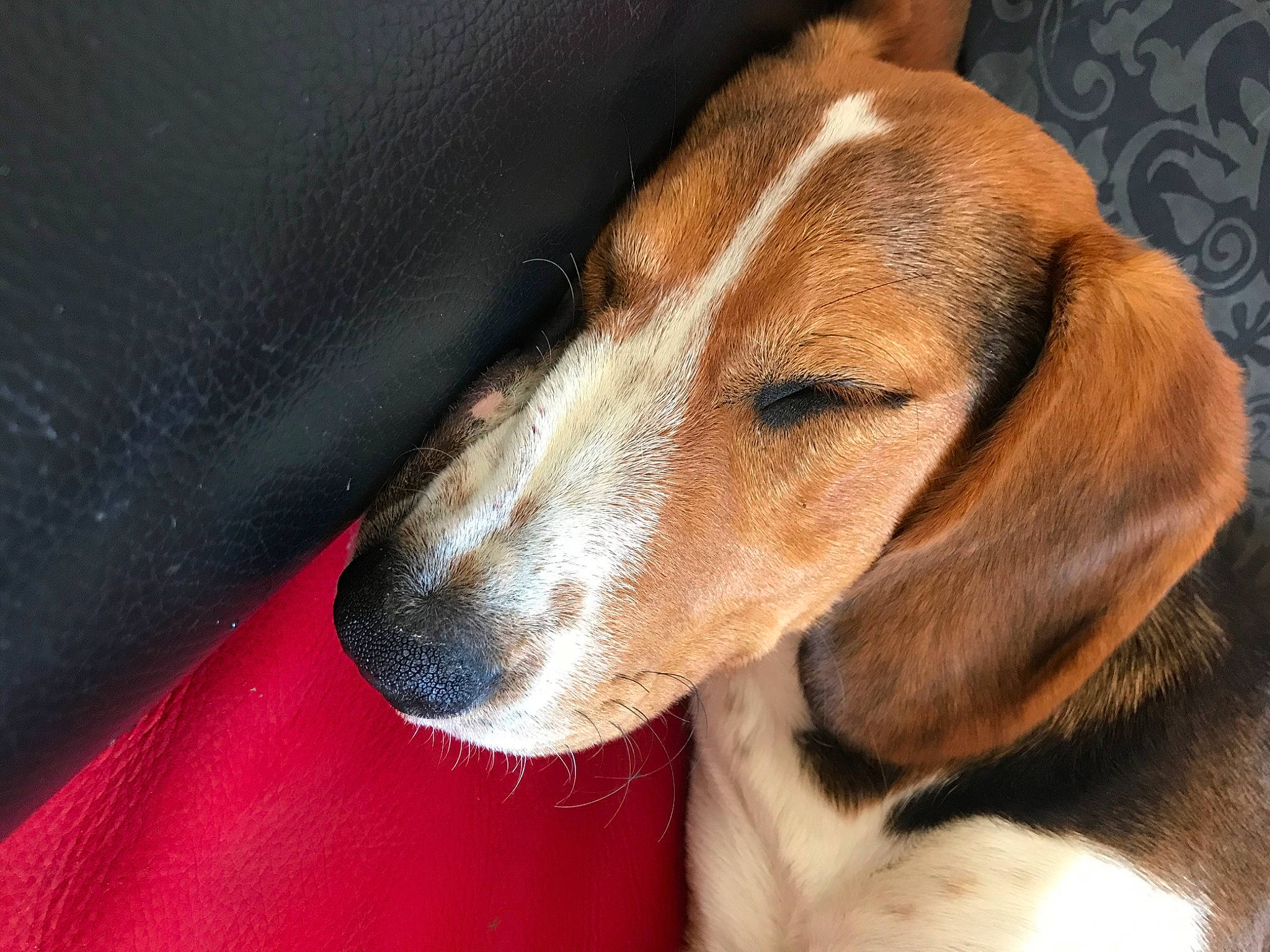 Ruby participe au concours pour gagner de l'argent avec cette photo : canidae, carnivore, comfort, companion_dog, dog, dog_breed, hound, hunting_dog, liver, scent_hound, sporting_group, whiskers, working_animal