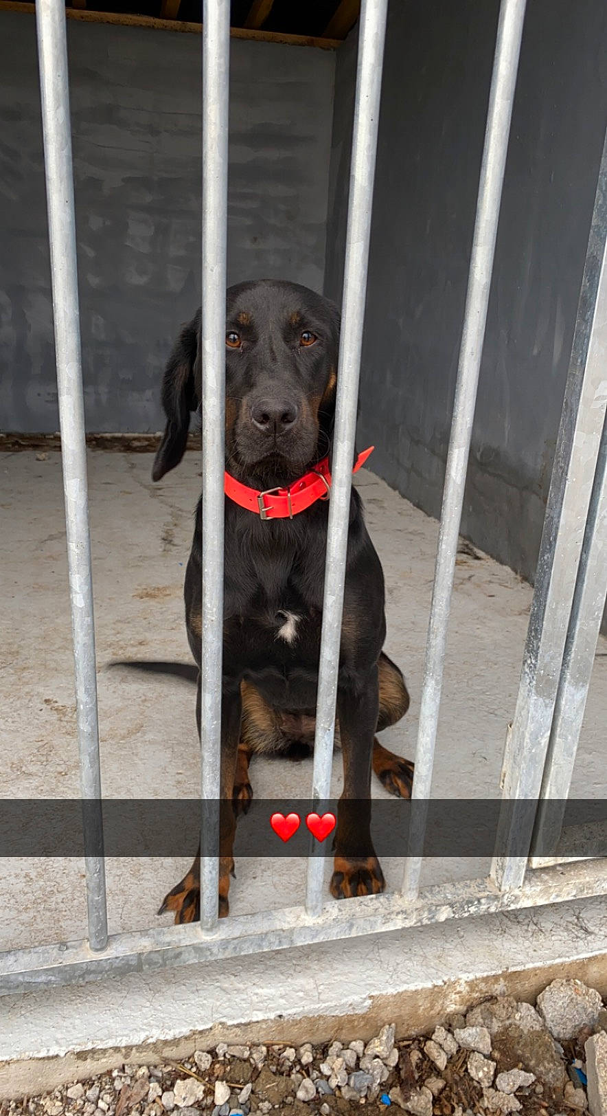 Everest participe au concours pour gagner de l'argent avec cette photo : animal_shelter, borador, carnivore, collar, companion_dog, dog, dog_breed, dog_collar, dog_supply, fur, gun_dog, kennel, labrador_retriever, leash, pet_supply, retriever, service, snout, sporting_group, working_animal