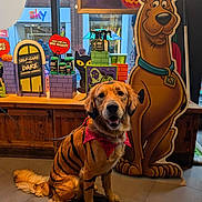 Jim is registered to the contest to win money with this photo: dog, golden_retriever, costume, tiger_stripes, red_collar, indoor, halloween, decorations, cardboard_cutout, scooby_doo, window, street_view, floor, wooden_panel, smiling, leash, pet, festive, orange, black_stripes