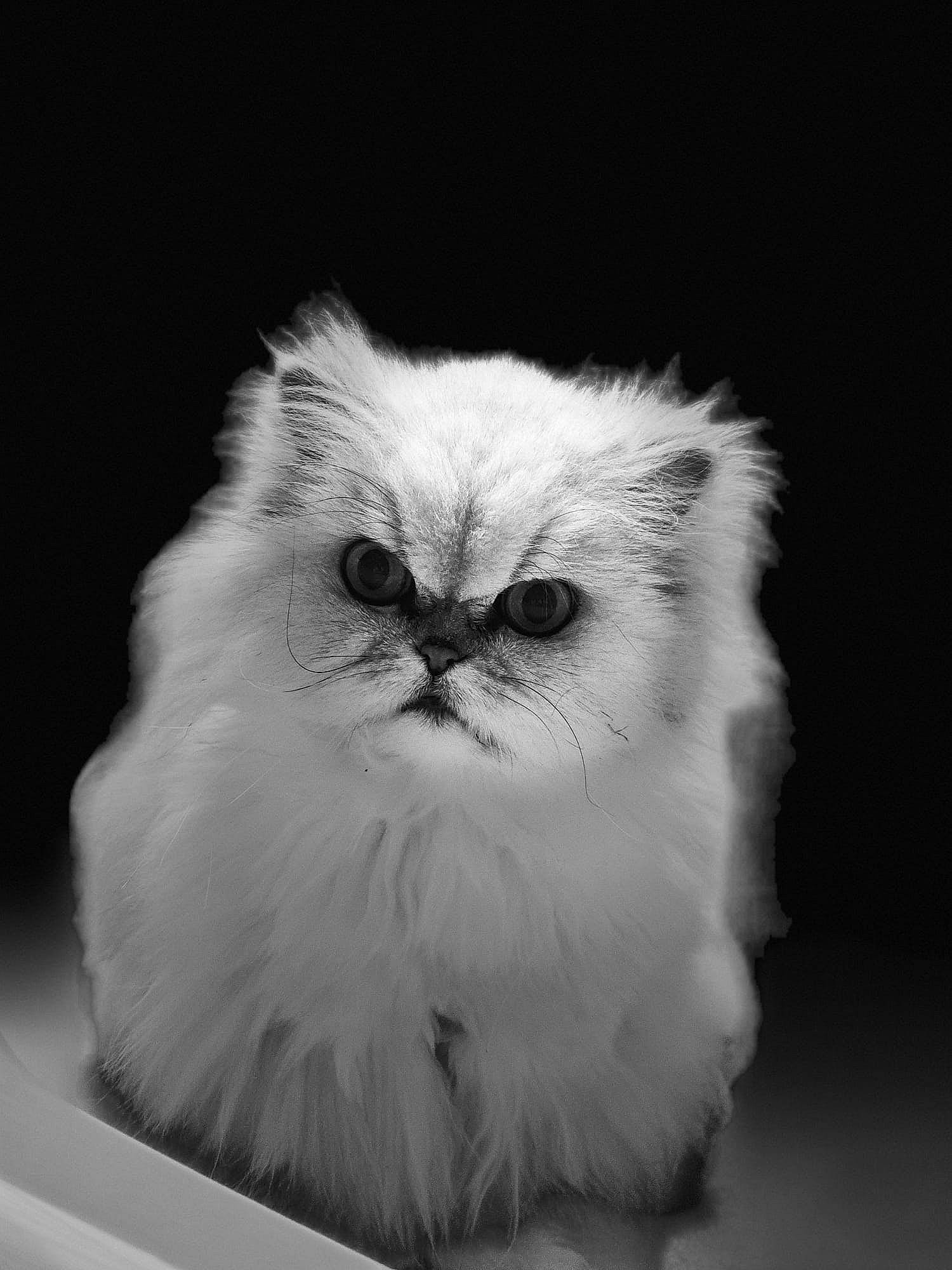 Gaia a rejoint le concours — aidez-le/la à gagner de superbes lots ! british_longhair, carnivore, cat, close_up, eye, face, felidae, fur, monochrome, monochrome_photography, persian, plant, small_to_medium_sized_cats, snout, terrestrial_animal, whiskers