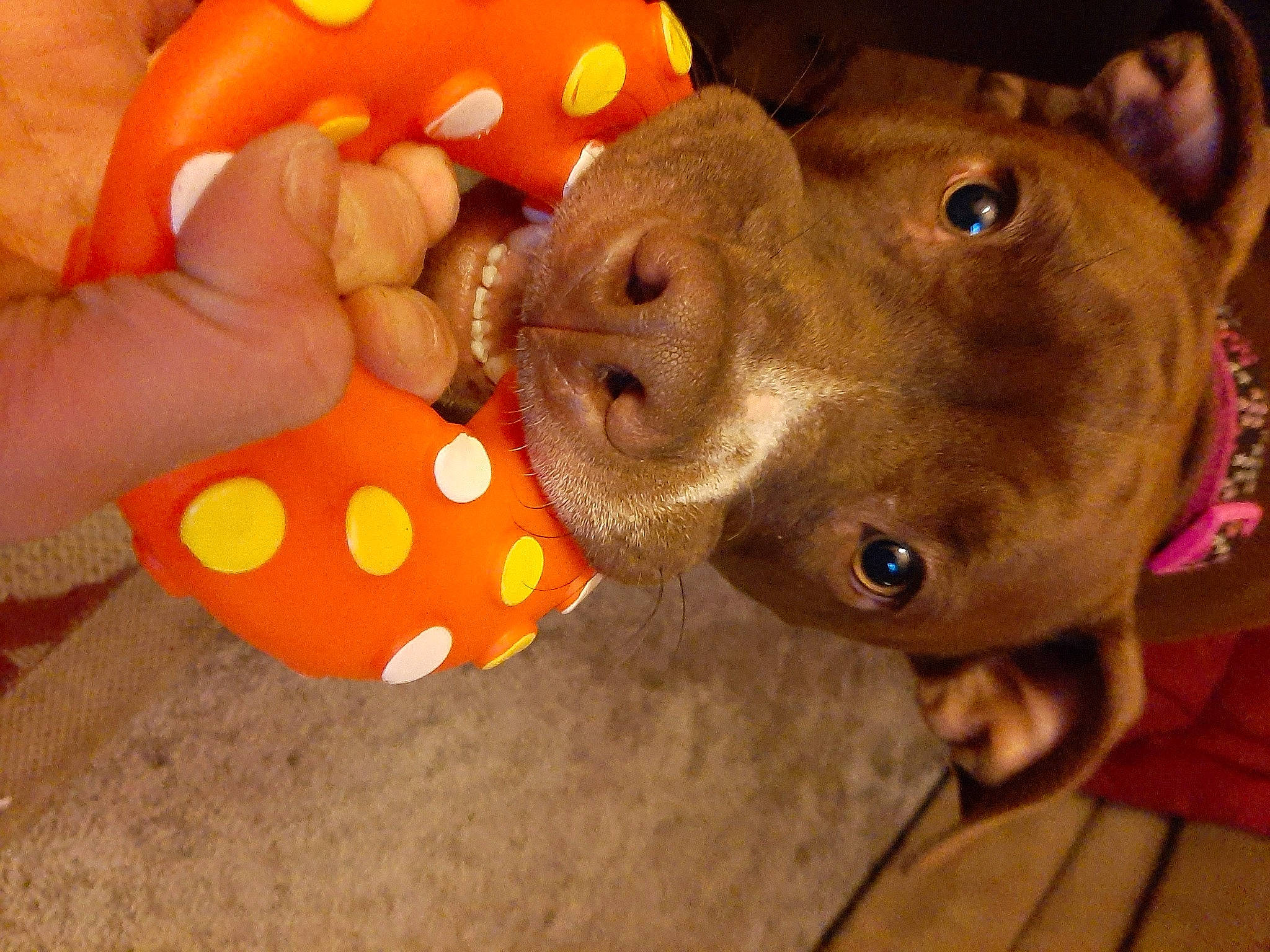 Moka is registered to the contest to win money with this photo: canidae, carnivore, companion_dog, dog, dog_breed, ear, fawn, fun, fur, liver, nail, non_sporting_group, personal_protective_equipment, selfie, snout, sporting_group, stuffed_toy, toy, whiskers, working_animal