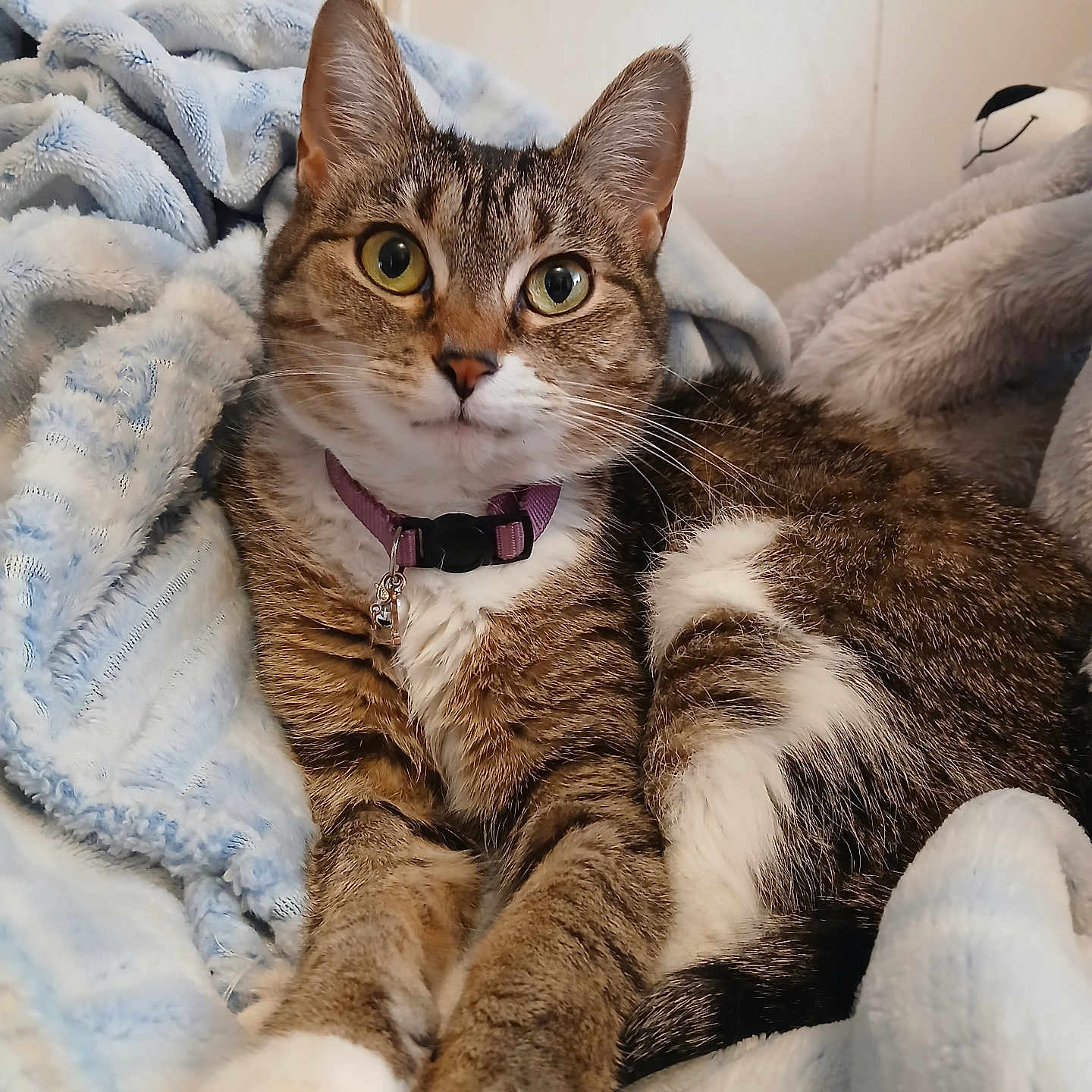 Lily is registered to the contest to win money with this photo: alert, blanket, cat, collar, comfort, cozy, curious, cute, domestic_animal, feline, fur, indoor, paws, pet, plush, resting, sleepy, soft, tabby_cat, whiskers