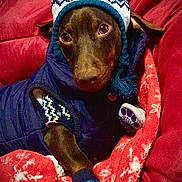 Little Eddie joined the competition — help win amazing prizes! apparel, blanket, brown_dog, closeup, comfort, cozy, cute, dog, indoors, knit_hat, pet, portrait, puppy, red_couch, resting, snuggled, socks, warm, winter, winter_clothes