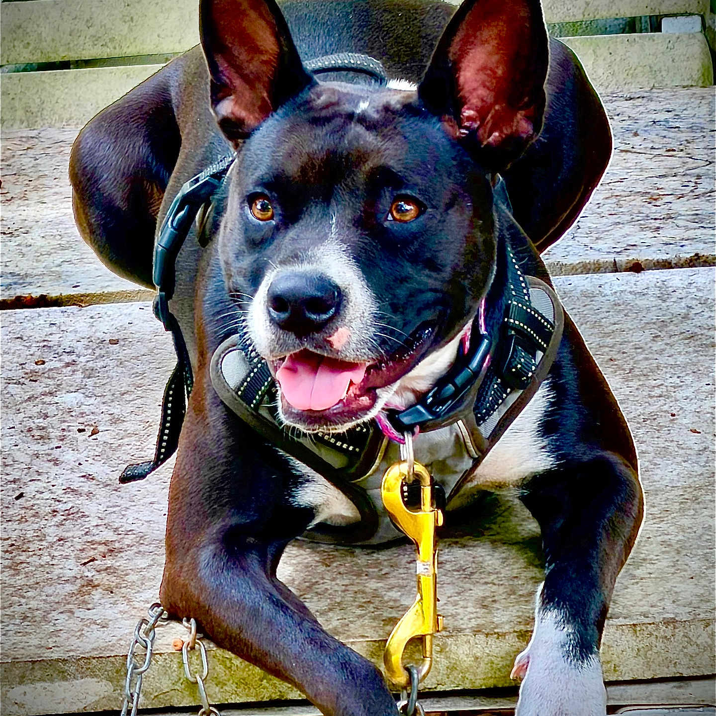 Tessie
