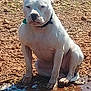 dog, white_dog, sitting, outdoor, rocky_ground, puddle, water, sunlight, pet, animal, ears, collar, canine, nature, daytime, relaxed, muddy, ground, muzzle, paw
