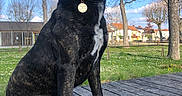 Volcane a rejoint le concours — aidez-le/la à gagner de superbes lots ! animal, blue_sky, brindle, canine, clouds, collar, daytime, dog, grass, houses, nature, outdoor, park, pet, portrait, sitting, sunny, tag, trees, wooden_platform