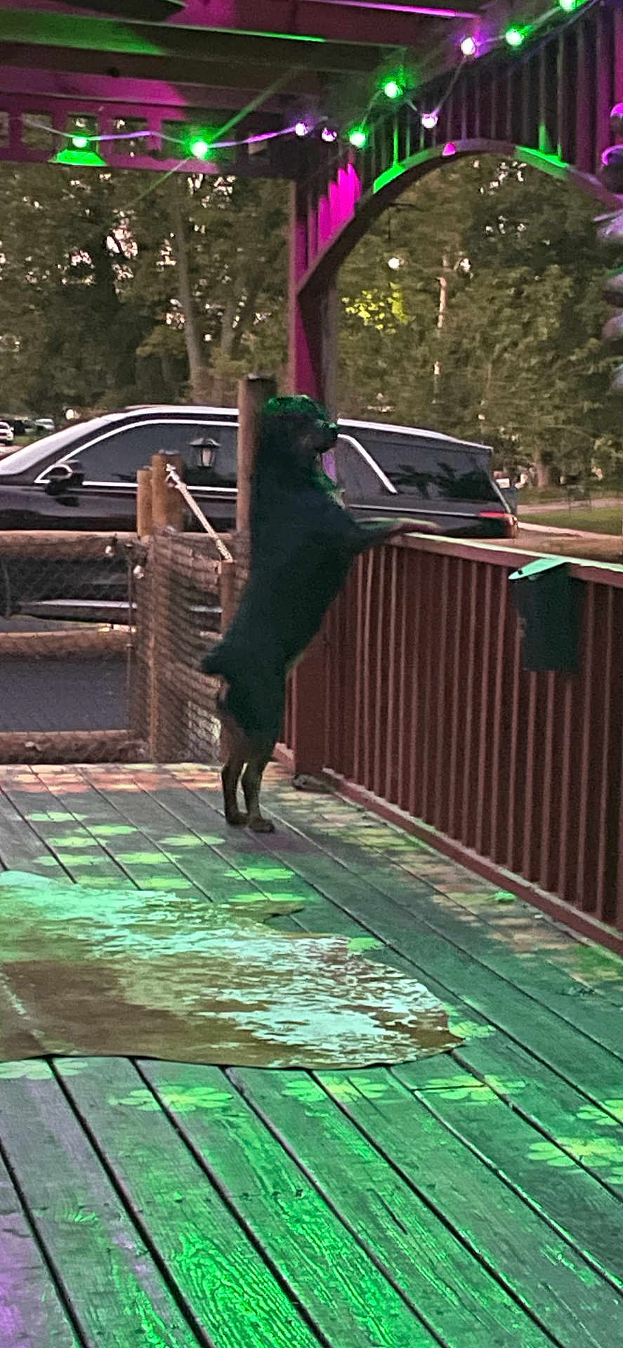 Mija is registered to the contest to win money with this photo: dog, wooden_porch, string_lights, fence, car, trees, outdoor, pet, animal, evening, standing, curious, railing, backyard, green_lights, purple_lights, deck, canine, night, leisure