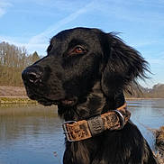 Ozzy a rejoint le concours — aidez-le/la à gagner de superbes lots ! canidae, carnivore, dog, dog_breed, dog_collar, flat_coated_retriever, german_longhaired_pointer, german_spaniel, hunting_dog, large_munsterlander, mammal, retriever, snout, sporting_group, vertebrate
