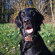 Ozzy a rejoint le concours — aidez-le/la à gagner de superbes lots ! borador, canidae, carnivore, companion_dog, dog, dog_breed, field_trial, flat_coated_retriever, german_spaniel, grass, gun_dog, hunting_dog, labrador_retriever, mammal, plant, pointing_breed, retriever, snout, sporting_group, vertebrate