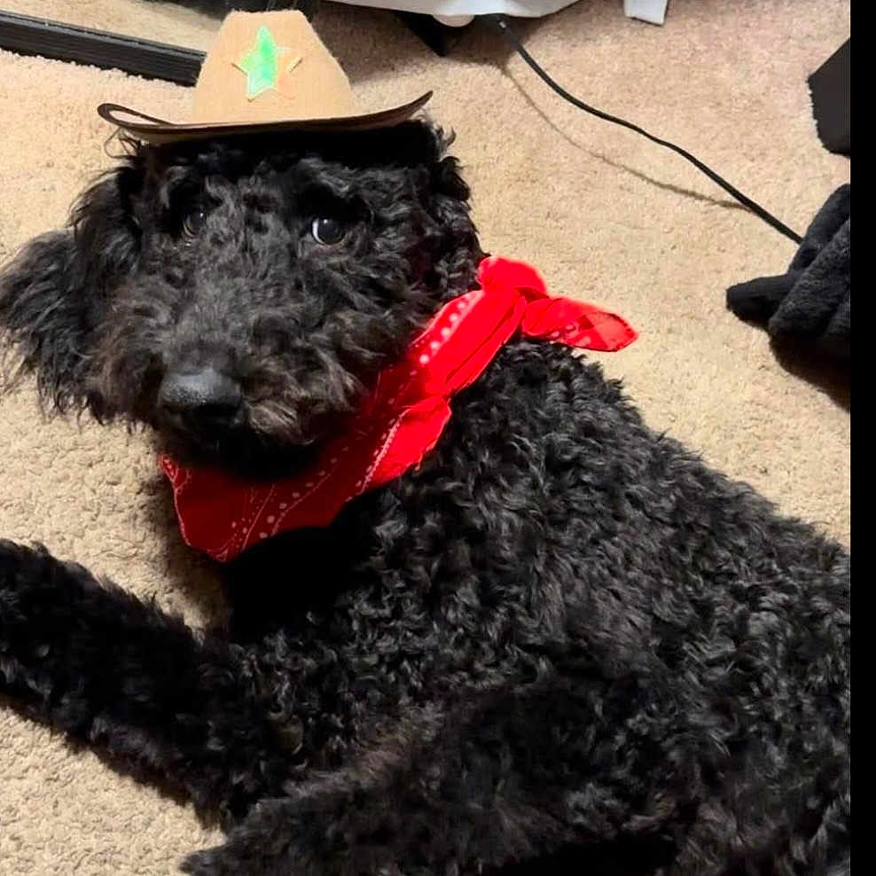 Oliver is registered to the contest to win money with this photo: accessory, animal, black_dog, carpet, costume, cowboy_hat, curly_fur, cute, decor, dog, floor, fur, indoor, laying_down, mirror, pet, red_bandana, reflection, relaxed, small_hat