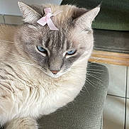 Lia a rejoint le concours — aidez-le/la à gagner de superbes lots ! cat, blue_eyes, pink_bow, fluffy, lounging, indoor, cushion, green, pet, feline, close_up, relaxed, whiskers, ears, fur, animal, domestic, portrait, tile_floor, home