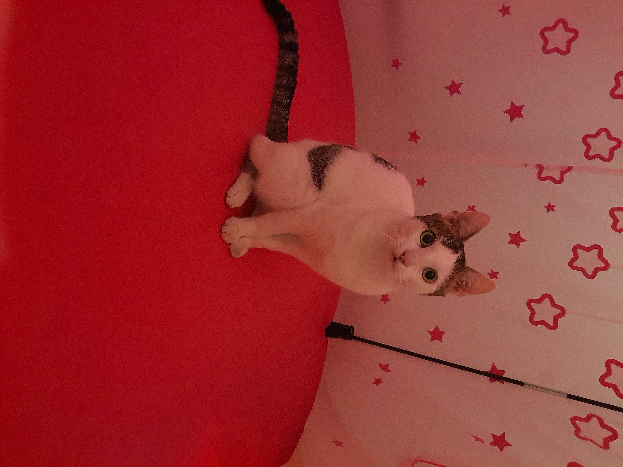 Malibu a rejoint le concours — aidez-le/la à gagner de superbes lots ! carnivore, cat, fawn, felidae, kitten, paw, pink, small_to_medium_sized_cats, tail, whiskers