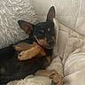 dog, black, tan, couch, pillows, blanket, relaxed, pet, indoor, cozy, fur, ears, paw, resting, comfort, canine, animal, home, cute, sleepy