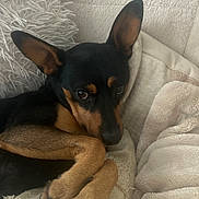 Pepsi a rejoint le concours — aidez-le/la à gagner de superbes lots ! dog, miniature_pinscher, pet, animal, ears, fur, black, brown, blanket, cushion, cozy, indoor, resting, cute, closeup, portrait, paw, relaxed, soft, snuggled