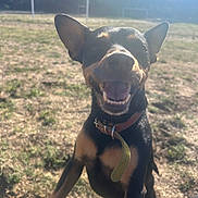 Pepsi participe au concours pour gagner de l'argent avec cette photo : animal, black_dog, canine, collar, daytime, dog, ears, field, grass, happy, leaping, mouth_open, nature, outdoor, pet, playful, smiling, soccer_goal, sunlight, tan_dog
