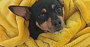 Pepsi participe au concours pour gagner de l'argent avec cette photo : animal, blanket, comfort, cozy, cute, dog, ears, expression, face, fur, home, indoor, nap, pet, relaxation, resting, small_dog, soft, wrapped, yellow