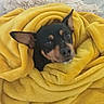 dog, blanket, yellow, cozy, pet, wrapped, indoor, cute, fur, animal, small_dog, ears, face, resting, comfort, soft, home, relaxation, nap, expression