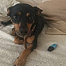 dog, puppy, black_and_tan, blanket, couch, pillow, indoor, pet, animal, fur, collar, relaxed, looking_at_camera, small_dog, cozy, resting, cute, companion, home, soft_texture