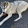 animal, asphalt, blue_eyes, canine, curled_tail, daylight, dog, fluffy, gray_and_white, husky, lying_down, outdoor, pavement, pet, pointed_ears, portrait, relaxed, siberian_husky, street, tongue_out