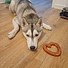 Zendaya participe au concours pour gagner de l'argent avec cette photo : animal, cute, dog, dog_bowl, food, gray_fur, heart_shaped_food, home, husky, indoors, kitchen, lying_down, pet, playful, pretzel, siberian_husky, snack, staring, white_fur, wooden_floor