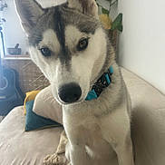 Zendaya participe au concours pour gagner de l'argent avec cette photo : animal, bed, bedroom, black_and_white, blue_eyes, close_up, collar, cute, dog, fur, houseplant, indoors, pet, photography, pillow, pointed_ears, portrait, puppy, siberian_husky, sitting