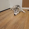 Zendaya a rejoint le concours — aidez-le/la à gagner de superbes lots ! animal, dog, floor, funny, gray_fur, home, husky, indoor, lying_down, paws, pet, pointed_ears, portrait, relaxed, resting, siberian_husky, sleeping, tail, white_fur, wooden_floor