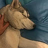 blue_background, canine, close_up, closed_eyes, couch, dog, ears, gray_fur, hand, husky, indoor, lying_down, pet, petting, portrait, relaxed, sleeping, snout, whiskers, white_fur