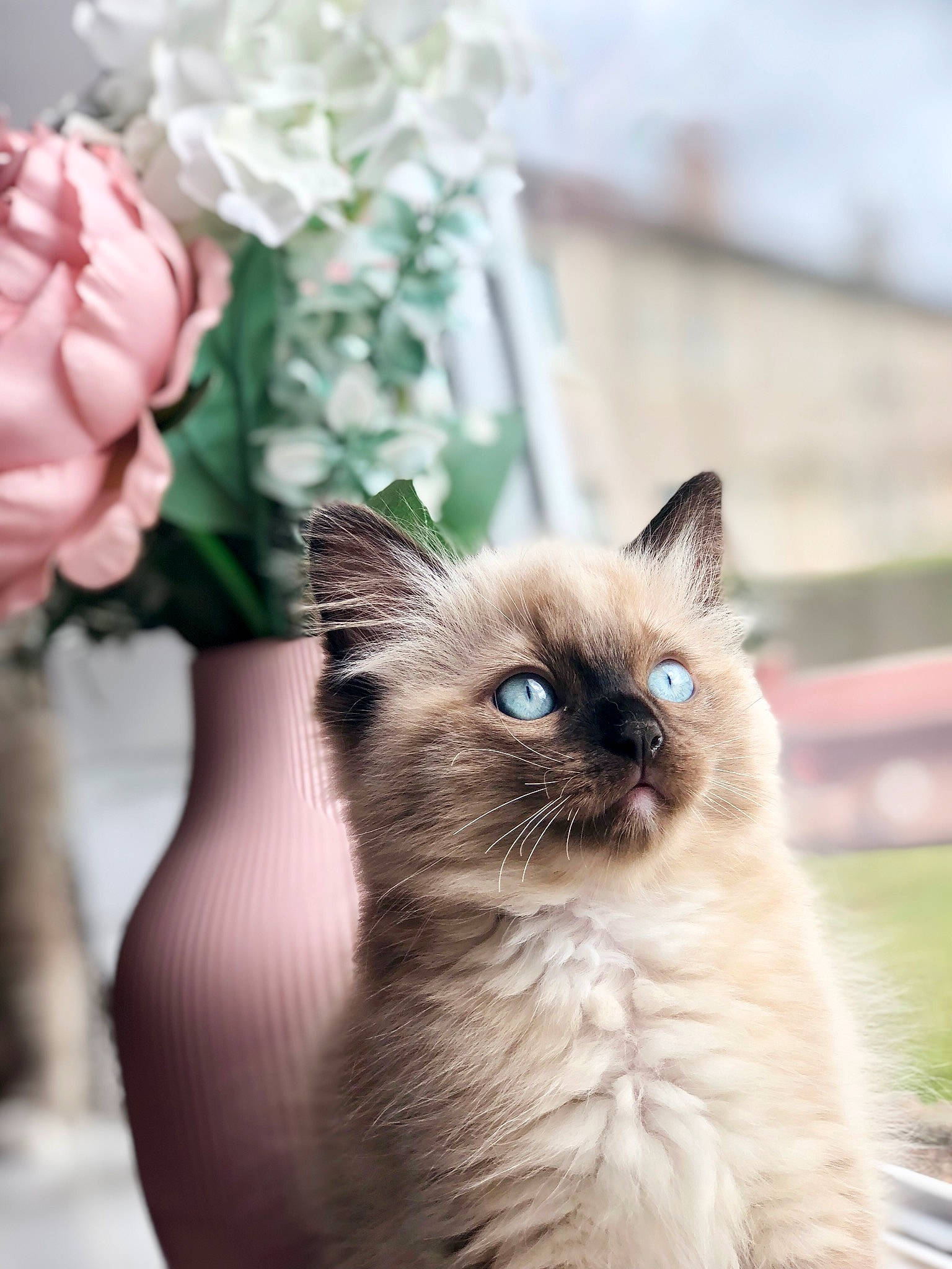 Orion joined the competition — help win amazing prizes! birman, carnivore, cat, event, fawn, felidae, flower, fur, grass, iris, petal, plant, rose, rose_family, rose_order, siamese, small_to_medium_sized_cats, snout, thai, whiskers