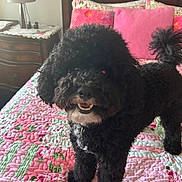 Nico joined the competition — help win amazing prizes! bed, bedroom, black_dog, canine, curly_fur, curly_hair, cute, dog, domestic_animal, fur, furniture, green_quilt, happy, home, indoor, pet, pillow, pink_quilt, quilt, smiling