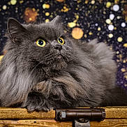 Happy Daïjin a rejoint le concours — aidez-le/la à gagner de superbes lots ! background, bokeh, cat, close_up, domestic_animal, ears, feline, fluffy, fur, gray, indoor, looking_up, mystical, portrait, resting, sparkle, whiskers, wonder, wooden_chest, yellow_eyes