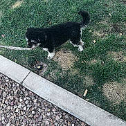 Daisy Dapooh joined the competition — help win amazing prizes! dog, grass, curb, rocks, outdoor, pet, black_dog, white_paws, side_view, fur, nature, ground, daylight, small_dog, sniffing, leash, walk, animal, canine, park
