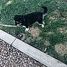 dog, grass, curb, rocks, outdoor, pet, black_dog, white_paws, side_view, fur, nature, ground, daylight, small_dog, sniffing, leash, walk, animal, canine, park