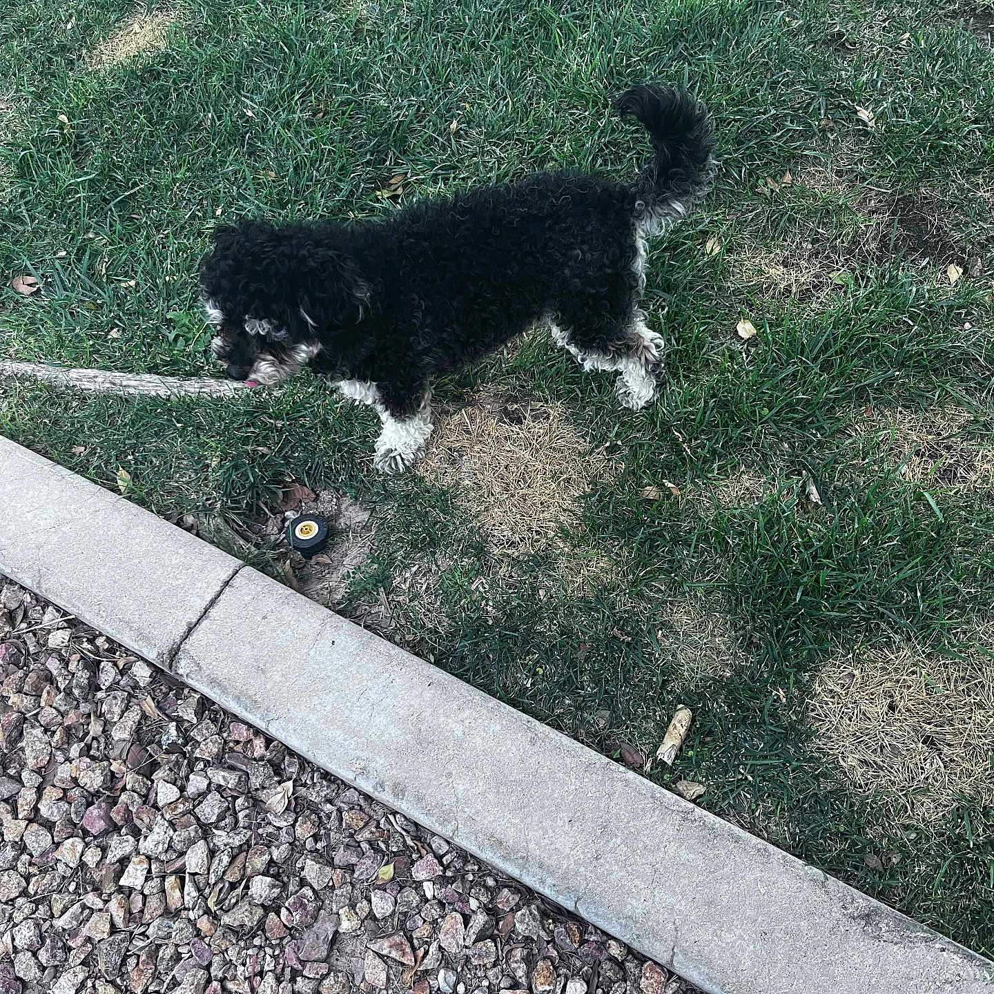 Daisy Dapooh joined the competition — help win amazing prizes! dog, grass, curb, rocks, outdoor, pet, black_dog, white_paws, side_view, fur, nature, ground, daylight, small_dog, sniffing, leash, walk, animal, canine, park
