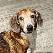 Stella is registered to the contest to win money with this photo: dog, beagle, pet, canine, animal, portrait, standing, indoors, floor, wood_floor, brown_fur, white_fur, floppy_ears, long_ears, black_nose, large_eyes, looking_at_camera, home, full_body, photograph