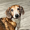 dog, beagle, pet, canine, animal, portrait, standing, indoors, floor, wood_floor, brown_fur, white_fur, floppy_ears, long_ears, black_nose, large_eyes, looking_at_camera, home, full_body, photograph
