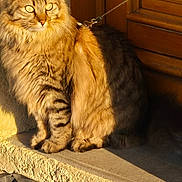 Roméo a rejoint le concours — aidez-le/la à gagner de superbes lots ! brown_fur, calm, cat, domestic_animal, doorstep, feline, fluffy, golden_eyes, leash, orange_fur, outdoor, pet, shadow, sitting, sunlight, tabby, texture, wall, whiskers, wooden_door