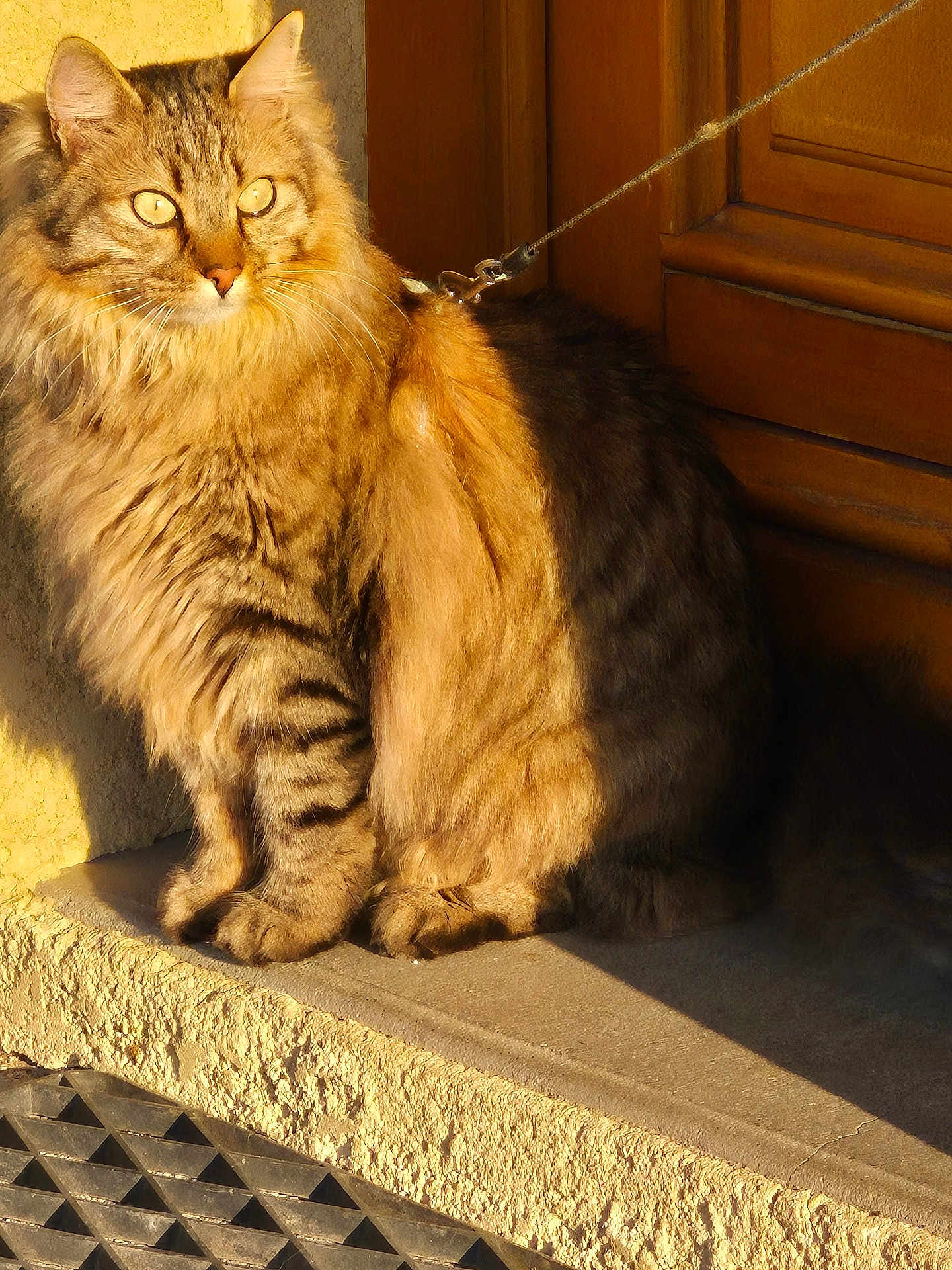 Roméo a rejoint le concours — aidez-le/la à gagner de superbes lots ! brown_fur, calm, cat, domestic_animal, doorstep, feline, fluffy, golden_eyes, leash, orange_fur, outdoor, pet, shadow, sitting, sunlight, tabby, texture, wall, whiskers, wooden_door